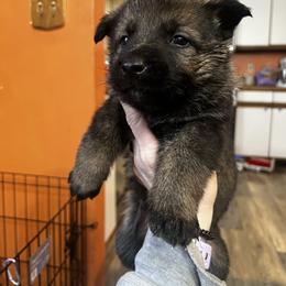 Gunther - Sable male German Shepherd puppy in Catskill, New York from Vom Kugelblitz Kennels