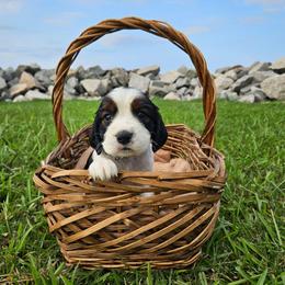 Hawk - Black white and tan male English Springer Spaniel puppy in Columbia, North Carolina from Columbia Spaniels