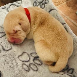 Garnet - Yellow male Labrador Retriever puppy in Rock Hill, South Carolina from North Star Retrievers