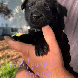 German Shepherd Puppies from Bolwerk’s 3B Acres