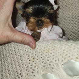Yorkshire Terrier All Grown Up from Reese's Angelface Yorkies