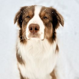 Tucker - Australian Shepherd