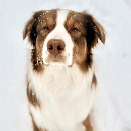 Tucker - Australian Shepherd
