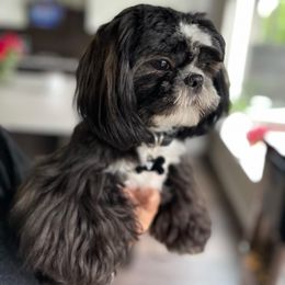 Bentley - Shih Tzu