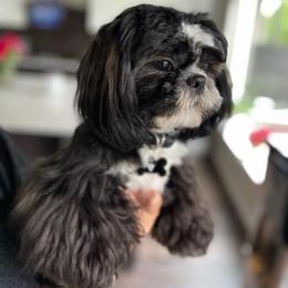 Bentley - Shih Tzu