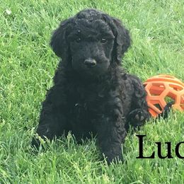 Double Doodle and Goldendoodle Puppies from Davis Doodles