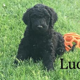 Double Doodle and Goldendoodle Puppies from Davis Doodles