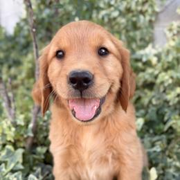 AKC Titles, OFA, DNA Clear - Dark golden male Golden Retriever puppy in San Martin, California from Church Creek Retrievers