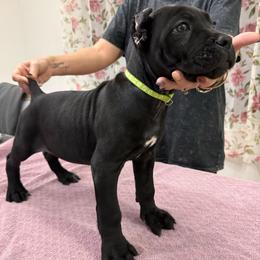Falcon - Black male Cane Corso puppy in Lubbock, Texas from Hub City Kennel