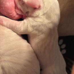 Esteban - White male Dogo Argentino puppy in Winter Haven, Florida from El Riachuelo Dogo Argentino