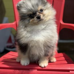 Embers merle boy - Blue merle male Pomeranian puppy in Ector, Texas from BB Pomeranians