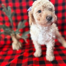 Nulu - Cream female Goldendoodle puppy in Camden, North Carolina from Oopsie Doodles of NC