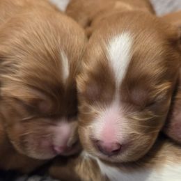 Cavalier King Charles Spaniels and Cavapoos from Salt Creek Doodles