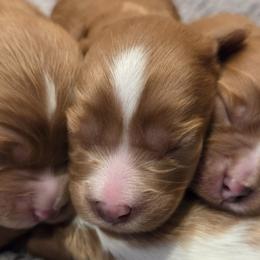Cavalier King Charles Spaniels and Cavapoos from Salt Creek Doodles