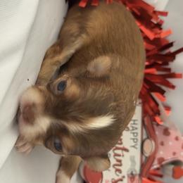 Love - Chocolate and white female Chihuahua puppy in Austin, Indiana from Dog Bones N Harmony