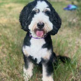 Hazel - Bernedoodle