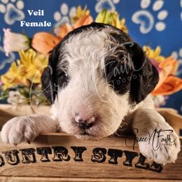 Veil - Parti female Labradoodle puppy in Peyton, Colorado from Grace N Faith Doodles