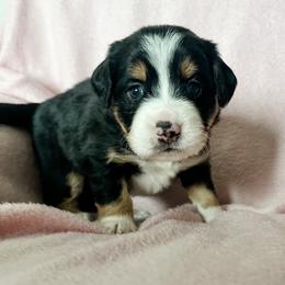 Aussiedoodle, Australian Mountain Doodle, and Bernedoodle Puppies from Rosewood Pine Doodles