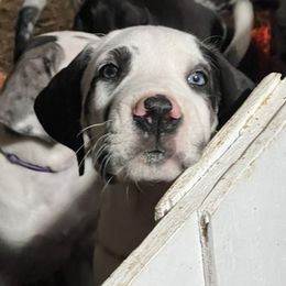 Great Dane Puppies from Irish Creek Great Danes