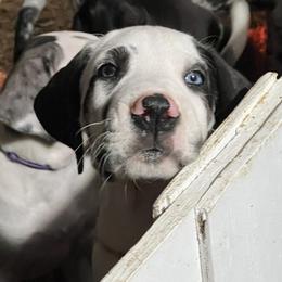 Great Dane Puppies from Irish Creek Great Danes