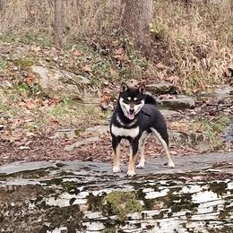 Ruger - Shiba Inu