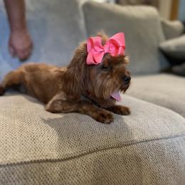 Cavapoo, Goldendoodle, and Poodle All Grown Up from Pearls & Curls doodles & poodles