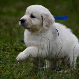 Golden Retriever Puppies from Blue River Goldens