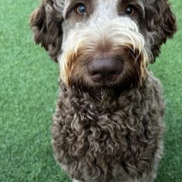 Labradoodle Puppies from Kamga Labradoodles