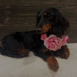 Mila - Dachshund