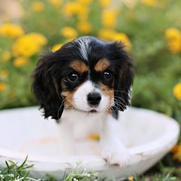 Cavalier King Charles Spaniel and Cavapoo Puppies from Catella Cavaliers and Cavapoos