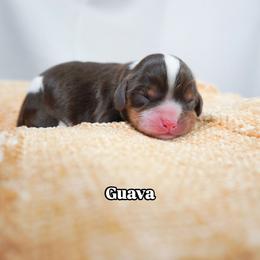Guava - Chocolate female Cavalier King Charles Spaniel puppy in Nampa, Idaho from Heart Mountain Cavaliers & Floating Feathers Kennel