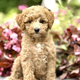 Bernedoodles, Bernese Mountain Dogs, Dachshunds, and Goldendoodles from Livy’s Doodles
