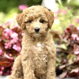 Bernedoodles, Bernese Mountain Dogs, Dachshunds, and Goldendoodles from Livy’s Doodles