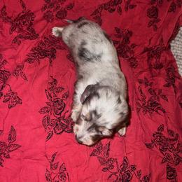 Studd Muffin - Dapple male Dachshund puppy in Norman, Oklahoma from Mother of Dachshunds