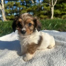 Teddy - Piebald male Dachshund puppy in Wytheville, Virginia from Weenie Haven
