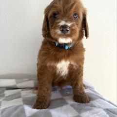 Boy 3 - Red male Irish Doodle puppy in Bloomfield, Iowa from Schooley Doodles