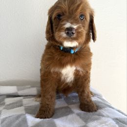Boy 3 - Red male Irish Doodle puppy in Bloomfield, Iowa from Schooley Doodles