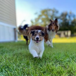 Goofy - White male Collie puppy in St Augustine, Florida from Saltwater Collies LLC