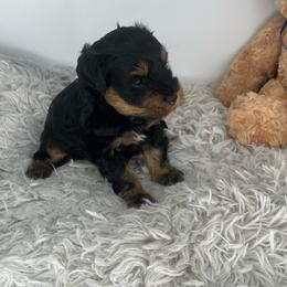 Raider - Black and silver male Miniature Schnauzer puppy in Norman, Oklahoma from Priscilla's Miniature Schnauzers