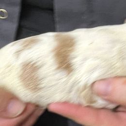 Daisy boy 1 - Orange and white male Brittany puppy in Floyd Knobs, Indiana from Cross Creek Brittanys