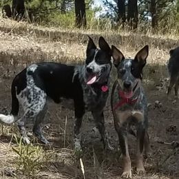 Australian Cattle Dogs from MAF Cattle Dogs