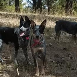 Australian Cattle Dogs from MAF Cattle Dogs