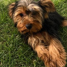 Teddy - Black and tan male Yorkshire Terrier puppy in Orlando, Florida from Everyonelovesyorkies