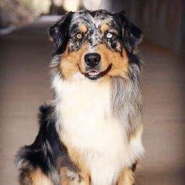 Titan - Australian Shepherd