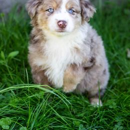 Border Collie, Miniature American Shepherd, and Miniature Australian Shepherd Puppies from Greenbriar Hills
