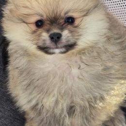 Sophie's 1 - Orange sable female Pomeranian puppy in San Diego, California from Socalpoms
