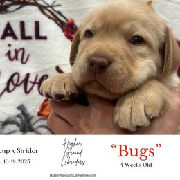 Bugs Bunny - Yellow male Labrador Retriever puppy in Eaton Rapids, Michigan from Higher Ground Labradors