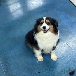 Minnie - Toy Australian Shepherd