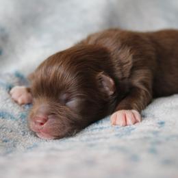 Boots - Chocolate male Pomeranian puppy in San Marcos, Texas from Hill Country Poms