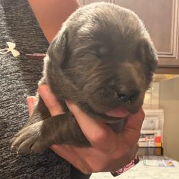 Red- Charcoal Female - Charcoal female Dilute Retriever puppy in Marion, Illinois from Summer Lovin’ Labradors of Southern Illinois